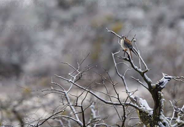 Coloured falcon (Falco sparverius), Torres del Paine National Park, Patagonia, Chile, South America