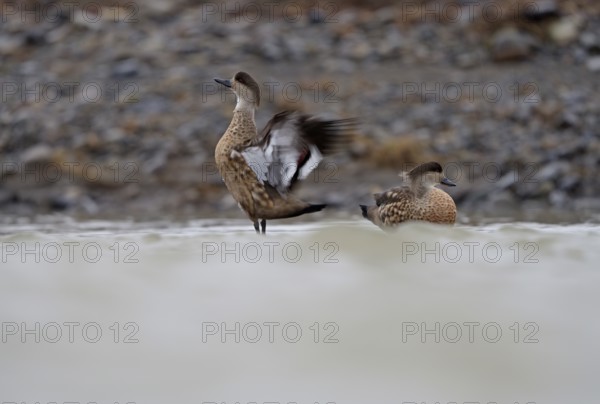 Crested Duck (Lophonetta specularioides) Torres del Paine National Park, Patagonia, Chile, South America