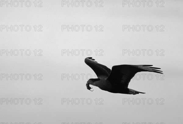 Crested caracaras (Caracara plancus) with preyed mouse, Patagonia, Chile, South America