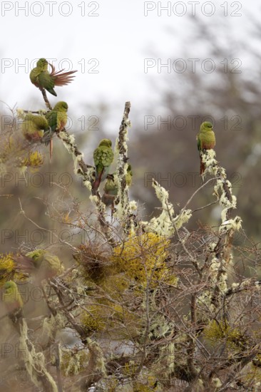 Austral parakeet (Enicognathus ferrugineus) Torres del Paine National Park, Patagonia, Chile, South America