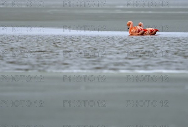 Chile flamingo (Phoenicopterus chilensis), Patagonia, Chile, South America