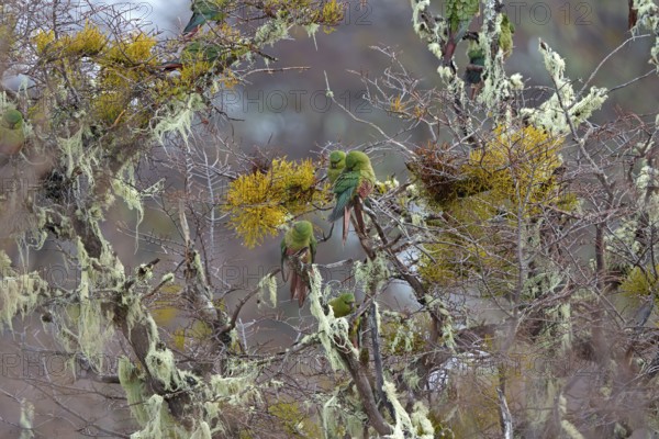Austral parakeet (Enicognathus ferrugineus) Torres del Paine National Park, Patagonia, Chile, South America