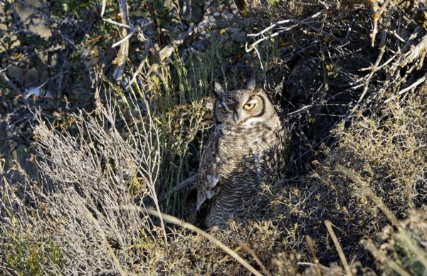 Magellanic eagle owl (Bubo magellanicus), Torres del Paine National Park, Patagonia, Chile, South America