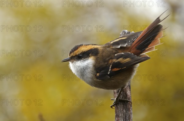 Spiny-tailed wren (Aphrastura spinicauda), Patagonia, Chile, South America