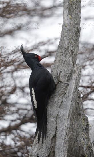 Magellanic Woodpecker (Campephilus magellanicus) female, Patagonia, South America