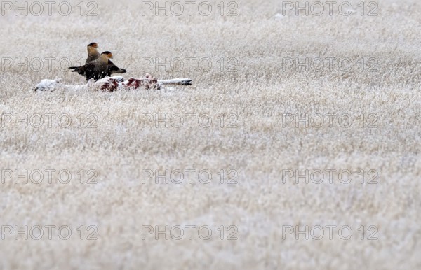 Crested caracaras (Caracara plancus) on a dead guanaco, Patagonia, Chile, South America
