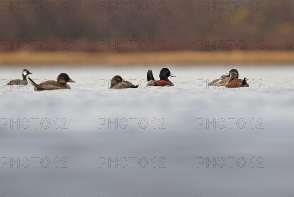 Lake Duck (Oxyura vittata), Patagonia, Chile, South America