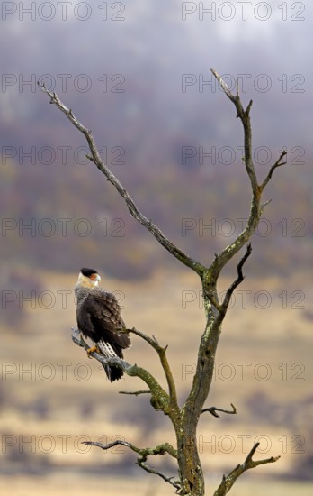Crested caracaras (Caracara plancus), Patagonia, Chile, South America