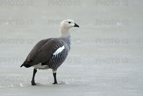 Magellanic goose (Chloephaga picta) male, Patagonia, South America