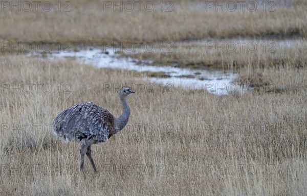 Greater rhea (Rhea pennatus) in Torres del Paine National Park, Patagonia, Chile, South America