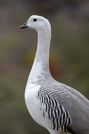 Magellanic Goose (Chloephaga picta) male, Patagonia, Chile, South America