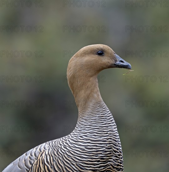 Magellanic goose (Chloephaga picta) female, Patagonia, South America