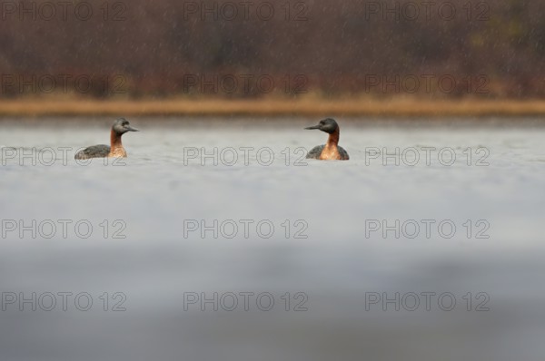Magellanic Grebe (Podiceps major), Patagonia, Chile, South America