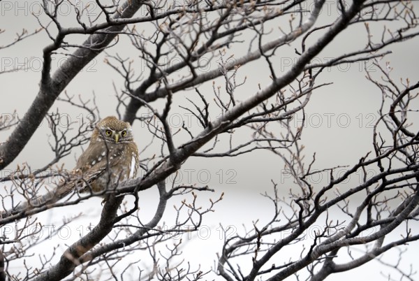 Patagonian Pygmy-owl (Glaucidium nanum), Araucanian Owl, Patagonian Pygmy-owl, Araucanian Owl, Austral Pygmy-owl (Glaucidium nana) adult, Patagonia, Chile, South America