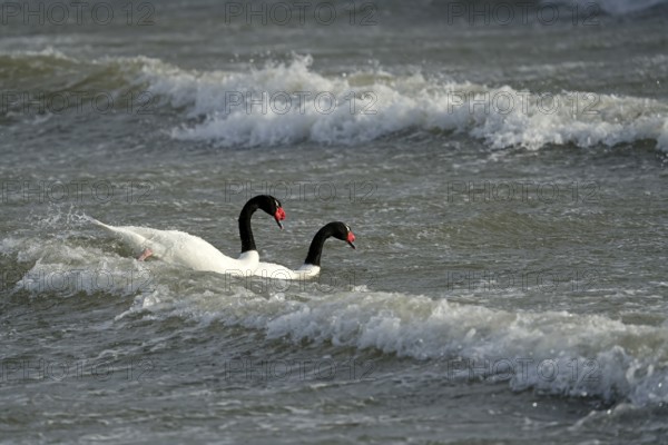 Black-necked swans (Cygnus melancoryphus), Patagonia, Chile, South America