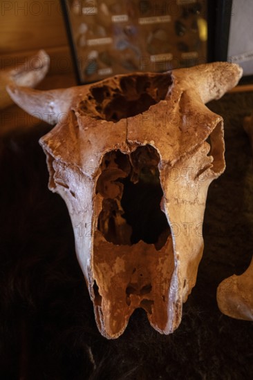 Beulah, Wyoming - The bison skull on display at the Vore Buffalo Jump, a sinkhole used by Plains Indians as a trap for bison from about 1550 through 1800. Archaeologists have uncovered thousands of bones, though only about 10 percent of the site has been excavated