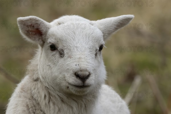Domestic sheep (Ovis aries) juvenile baby lamb farm animal head portrait in spring, England, United Kingdom