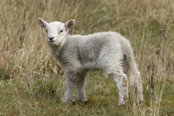 Domestic sheep (Ovis aries) juvenile baby lamb farm animal in grassland in spring, England, United Kingdom