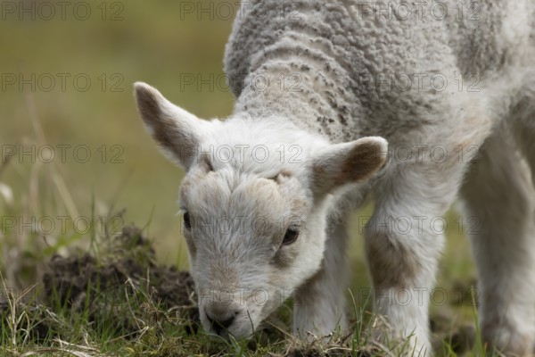 Domestic sheep (Ovis aries) juvenile baby lamb farm animal feeding in grassland in spring, England, United Kingdom