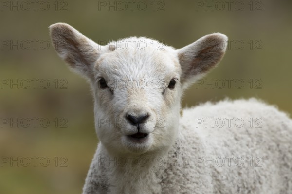 Domestic sheep (Ovis aries) juvenile baby lamb farm animal bleeting with its mouth open in spring, England, United Kingdom