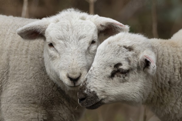 Domestic sheep (Ovis aries) two juvenile baby lambs farm animals greeting each other in spring, England, United Kingdom