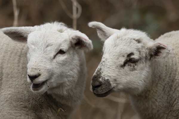 Domestic sheep (Ovis aries) two juvenile baby lambs farm animals in spring, England, United Kingdom