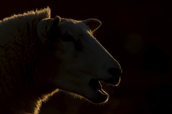 Domestic sheep (Ovis aries) adult farm animal with its mouth open bleeting, England, United Kingdom