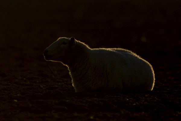 Domestic sheep (Ovis aries) adult farm animal rimlit at sunset, England, United Kingdom