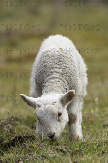 Domestic sheep (Ovis aries) juvenile baby lamb farm animal feeding in grassland in spring, England, United Kingdom