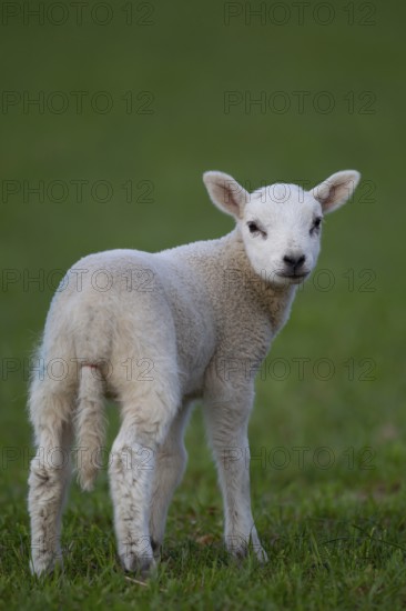 Domestic sheep (Ovis aries) juvenile baby lamb farm animal standing in a grass field, England, United Kingdom