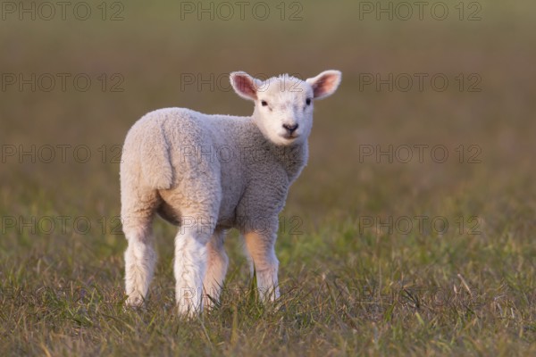 Domestic sheep (Ovis aries) juvenile baby lamb farm animal standing in a grass field, England, United Kingdom