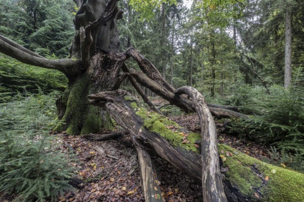 Old dying copper beech (Fagus sylvatica), Emsland, Lower Saxony, Germany