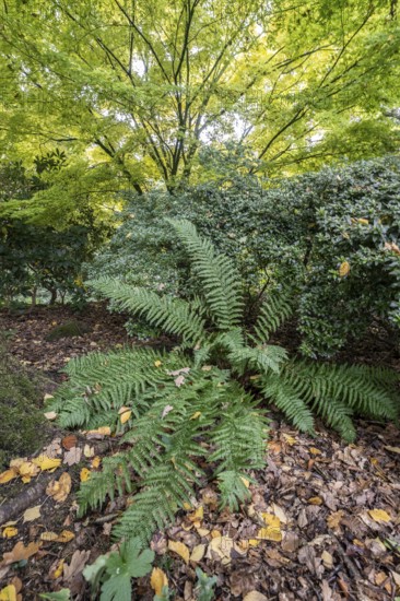 Fern (Polystichum) and Japanese fan maple (Acer palmatum Sangu Kaku), Emsland, Lower Saxony, Germany