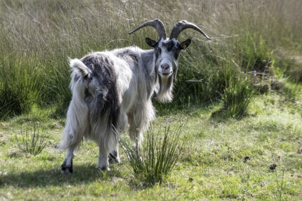 Dutch goat (Capra aegagrus hircus), Emsland, Lower Saxony, Germany