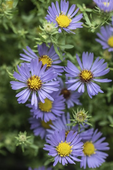 Aromatic aster (Symphotrichum oblongifolium), Rhineland-Palatinate, Germany