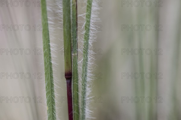 Few-flowered Oatgrass (Danthonia unispicata), Rhineland-Palatinate, Germany