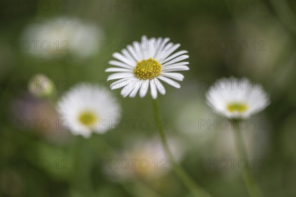 Spanish daisy (Erigeron karavinskianus), Rhineland-Palatinate, Germany