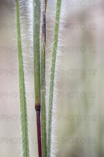 Few-flowered Oatgrass (Danthonia unispicata), Rhineland-Palatinate, Germany