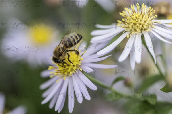 Honey bee (Apis mellifera) on wild aster (acer ageratoides), Rhineland-Palatinate, Germany