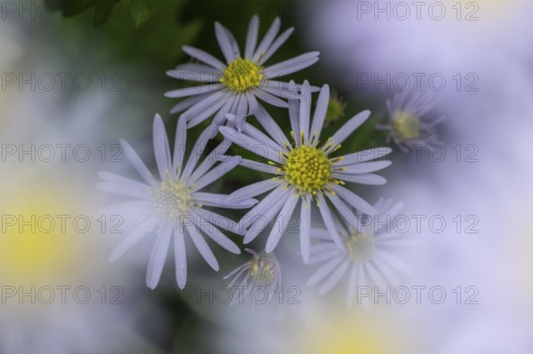 Wild aster (acer ageratoides), Rhineland-Palatinate, Germany