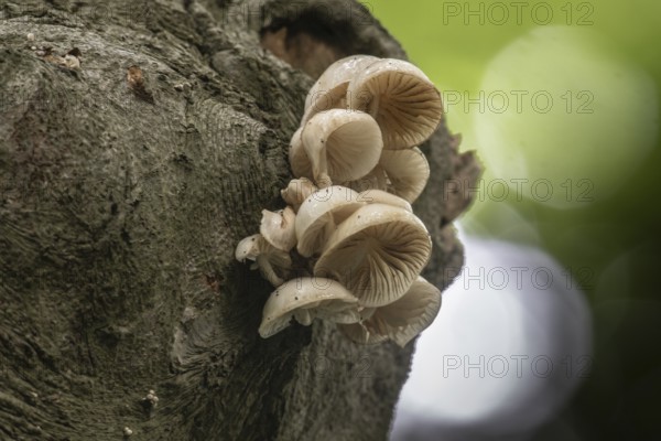 Ringed beech slime moulds (Oudemansiella mucida), Emsland, Lower Saxony, Germany