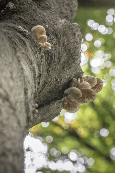 Ringed beech slime moulds (Oudemansiella mucida), Emsland, Lower Saxony, Germany