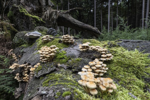 Sulphur tuft (Hypholoma fasciculare) Emsland, Lower Saxony, Germany
