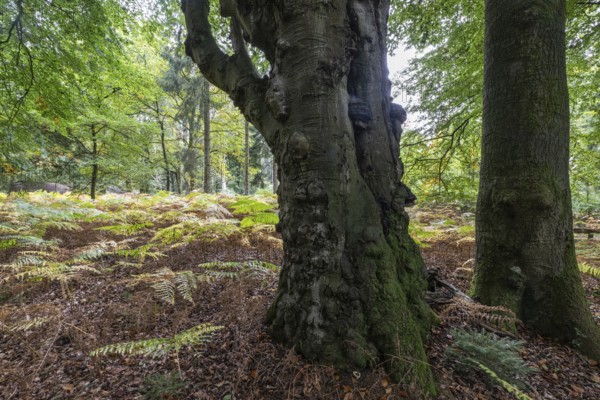 Old copper beech (Fagus sylvatica) and bracken fern (Pteridium aquifolium) infested with tinder fungus (Fomes fomentarius), Emsland, Lower Saxony, Germany