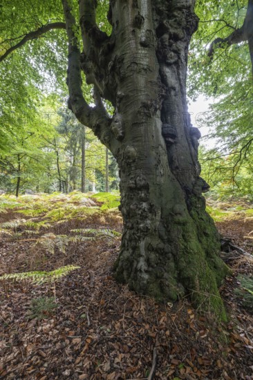 Old copper beech (Fagus sylvatica) and bracken fern (Pteridium aquifolium) infested with tinder fungus (Fomes fomentarius), Emsland, Lower Saxony, Germany
