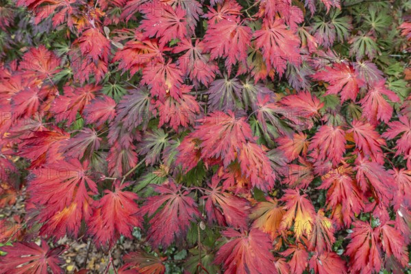 Aconite-leaved maple (Acer japonicum Aconitifolium), Emsland, Lower Saxony, Germany