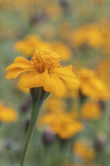 Marigolds (Tagetes), Emsland, Lower Saxony, Germany