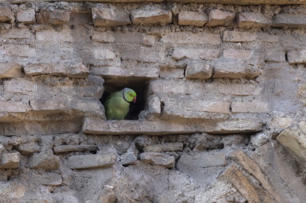 Ring-necked or Rose-ringed parakeet (Psittacula krameri) adult bird looking out of a hole in an ancient city building, Rome, Italy