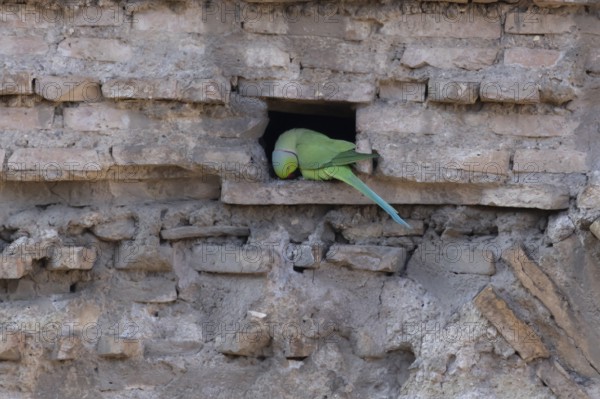 Ring-necked or Rose-ringed parakeet (Psittacula krameri) adult bird sitting in a hole in an ancient city building, Rome, Italy