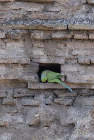 Ring-necked or Rose-ringed parakeet (Psittacula krameri) adult bird sitting in a hole in an ancient city building, Rome, Italy